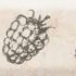 Плитка настенная : Mistral Marfil Blackberry