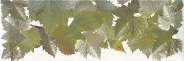 Карвинг 60x60 Moscatel (Москател) Monopole: Cen.Hojas Blanco